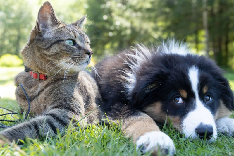 La Criolla instrumentará un Registro de Animales Domésticos