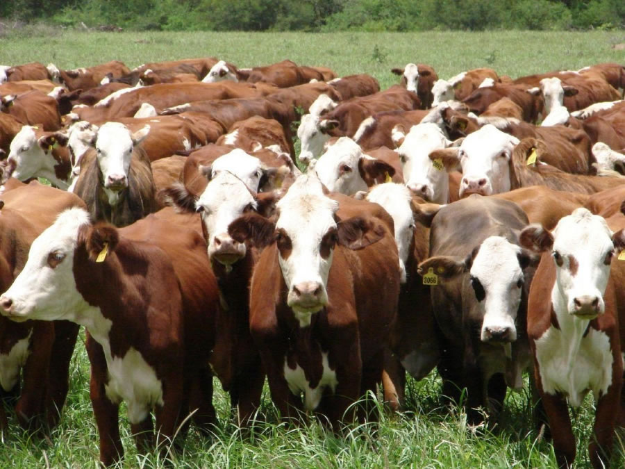 Productores uruguayos buscan en Concordia productos más baratos para enfrentar la ‘pandemia’ de garrapatas