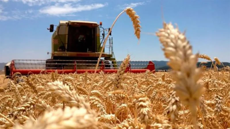 El Gobierno nacional anunció la baja de retenciones al trigo, a la cebada y a la soja