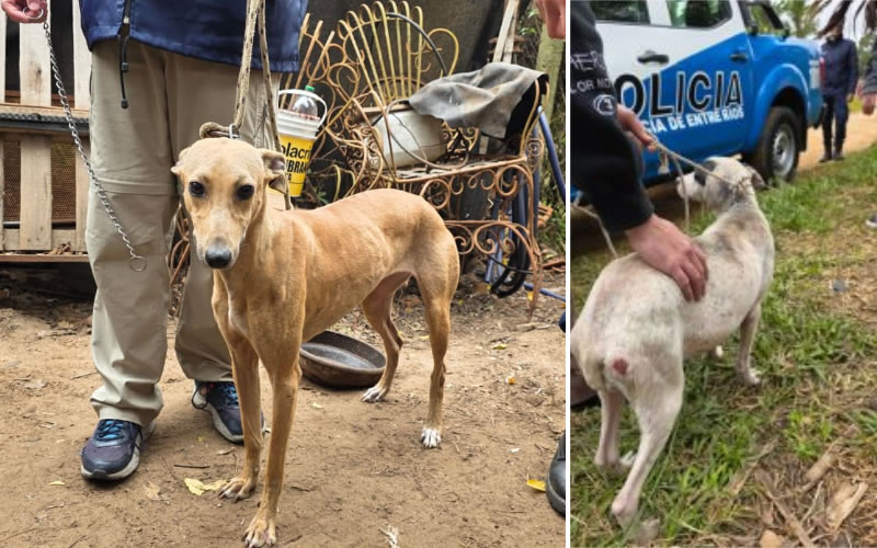Rescataron perros en estado de abandono tras un allanamiento por maltrato animal