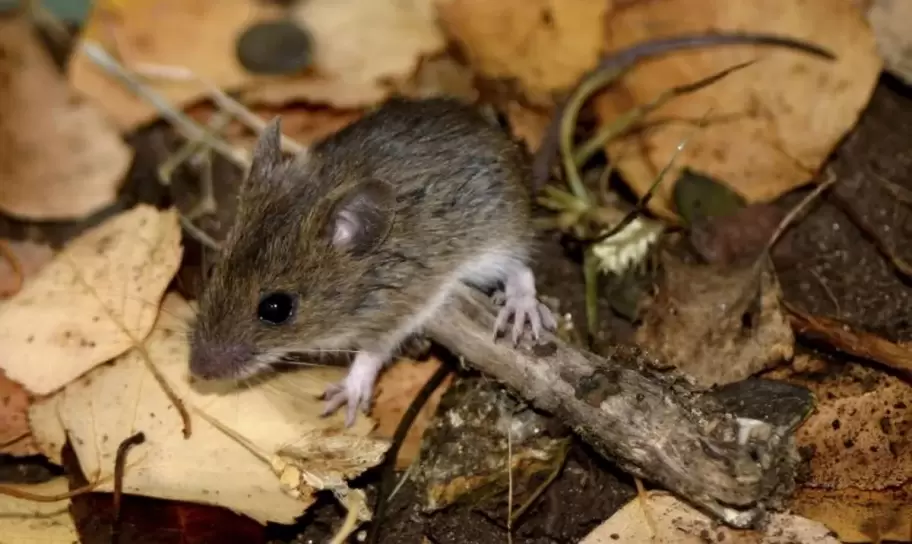 Hantavirus: Confirmaron 45 contagios en el país y aumentaron los casos en Buenos Aires