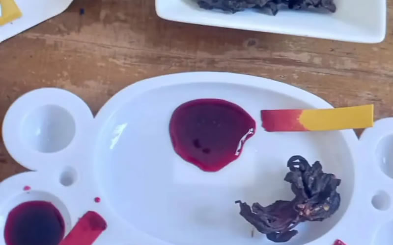 “Pintar con Plantas”: taller de pigmentos naturales y alquimia botánica en Concordia