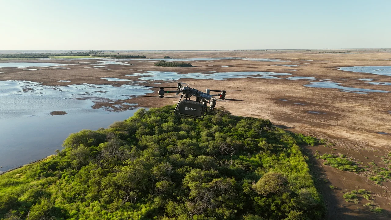 Plantaron 8.000 árboles nativos con drones en el Gran Chaco