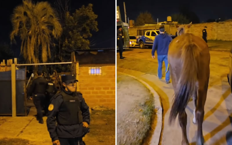 Allanaron una vivienda por un robo y secuestraron un caballo y perros por maltrato animal