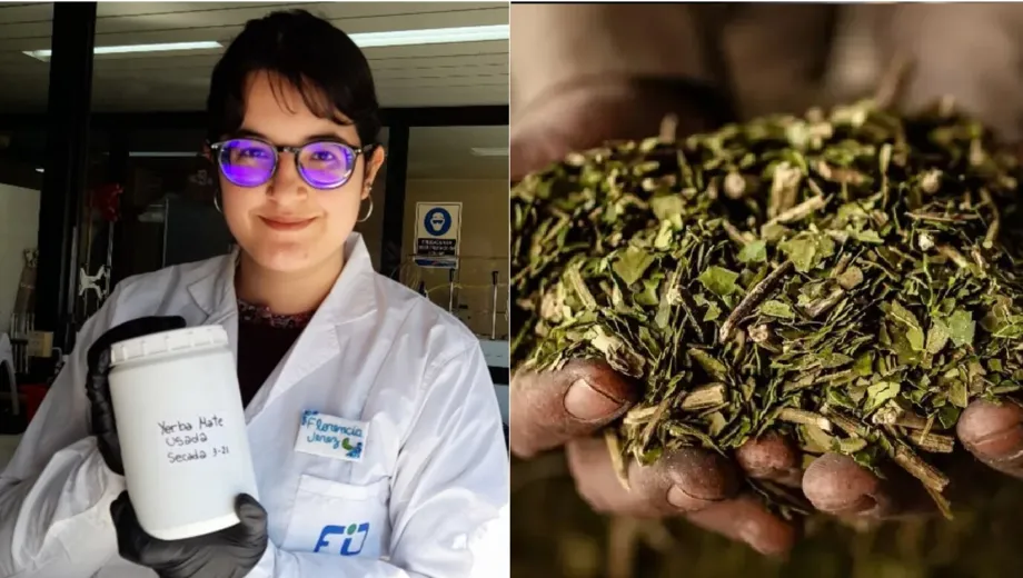 Una científica argentina descubrió cómo transformar yerba mate usada en energía para baterías