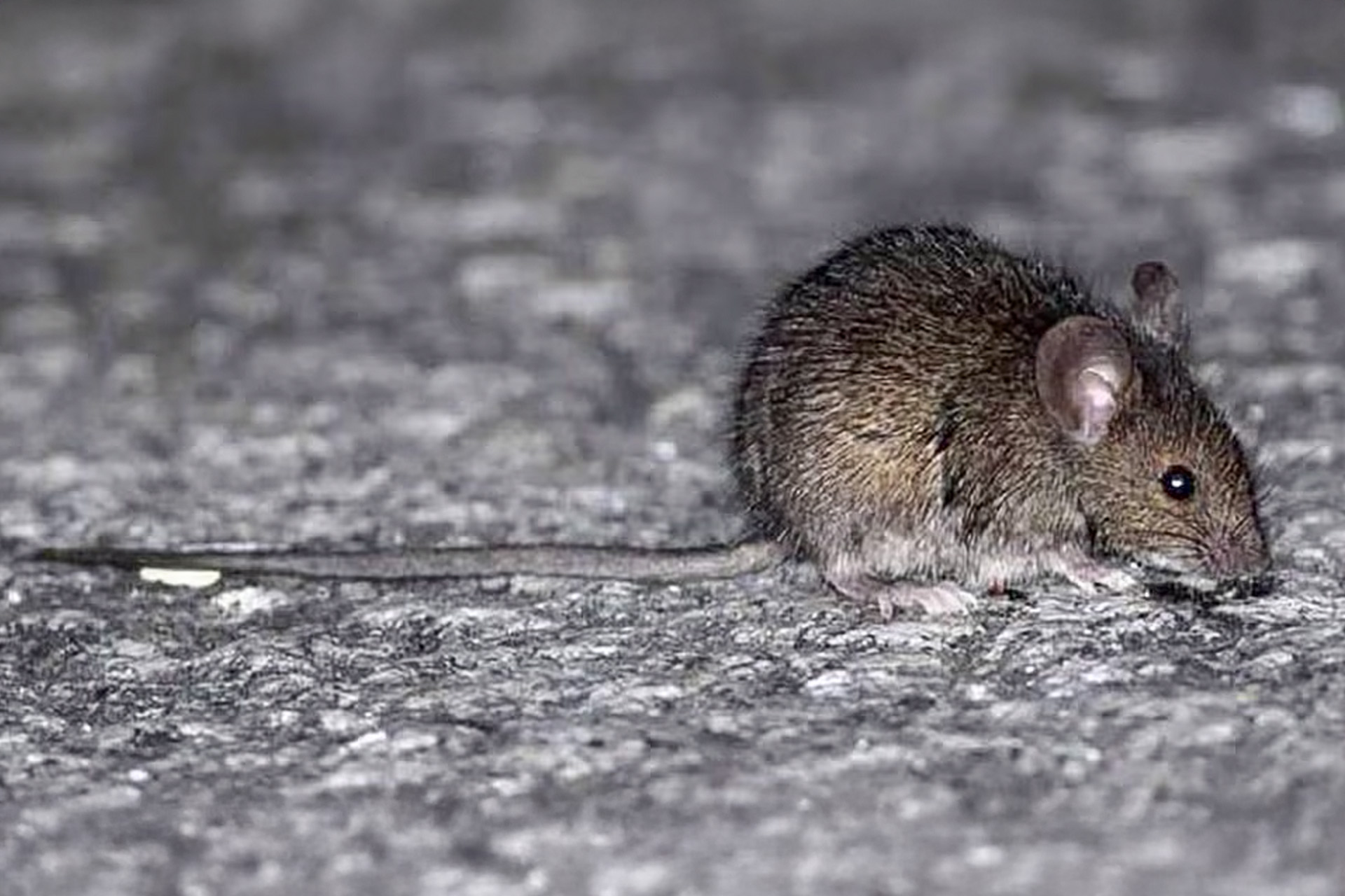 Bromatología emitió recomendaciones para prevenir el hantavirus