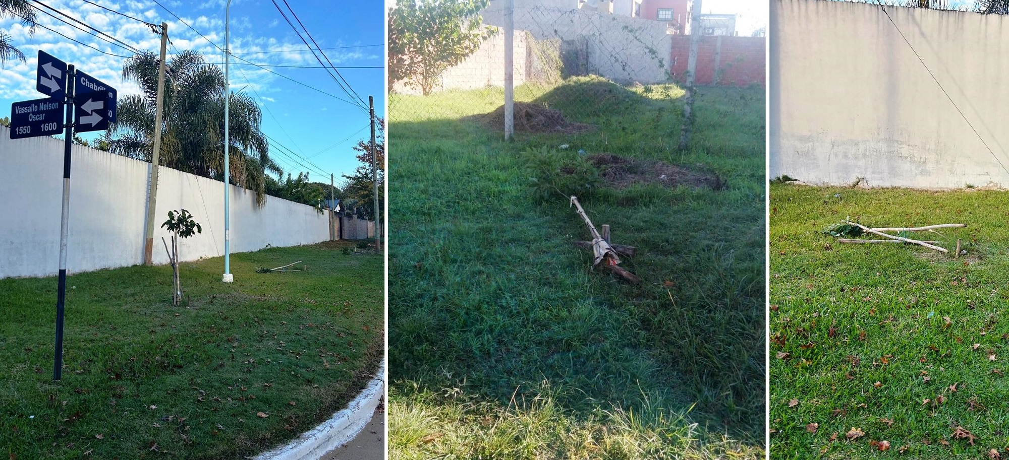 Vandalismo contra el arbolado urbano y cartelería pública