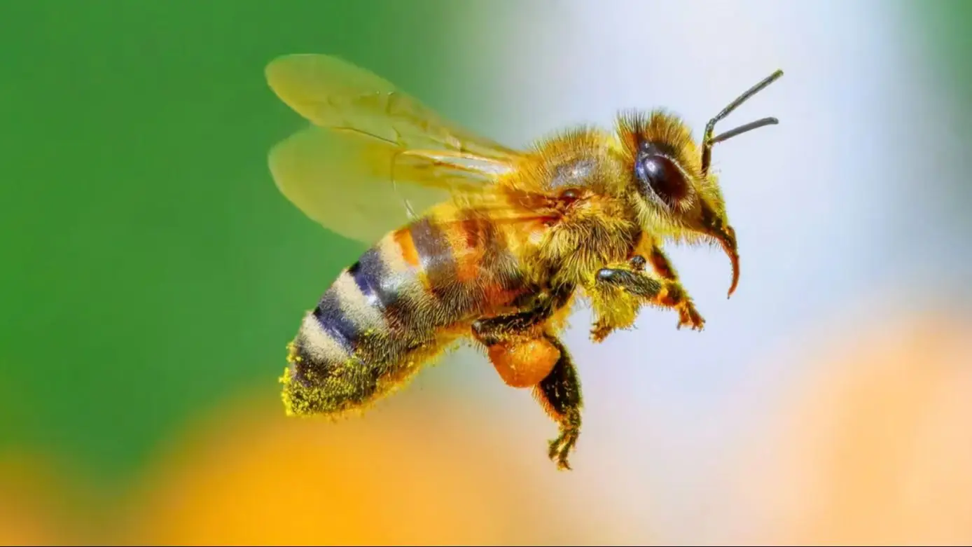Día Mundial de las Abejas