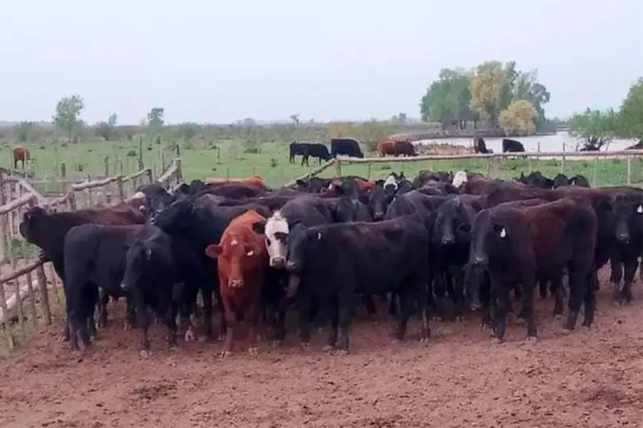 Investigan a un veterinario de Colón por posible defraudación en la desaparición de 500 vacunos