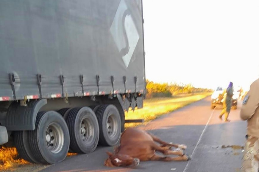 Un auto impactó contra un caballo suelto sobre la Autovía 14