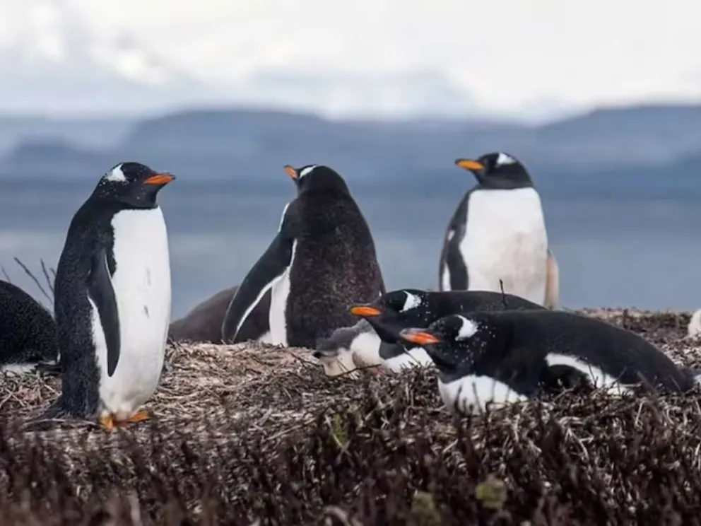Histórico hallazgo en la Antártida: descubrieron una nueva especie de pingüino tras más de 100 años
