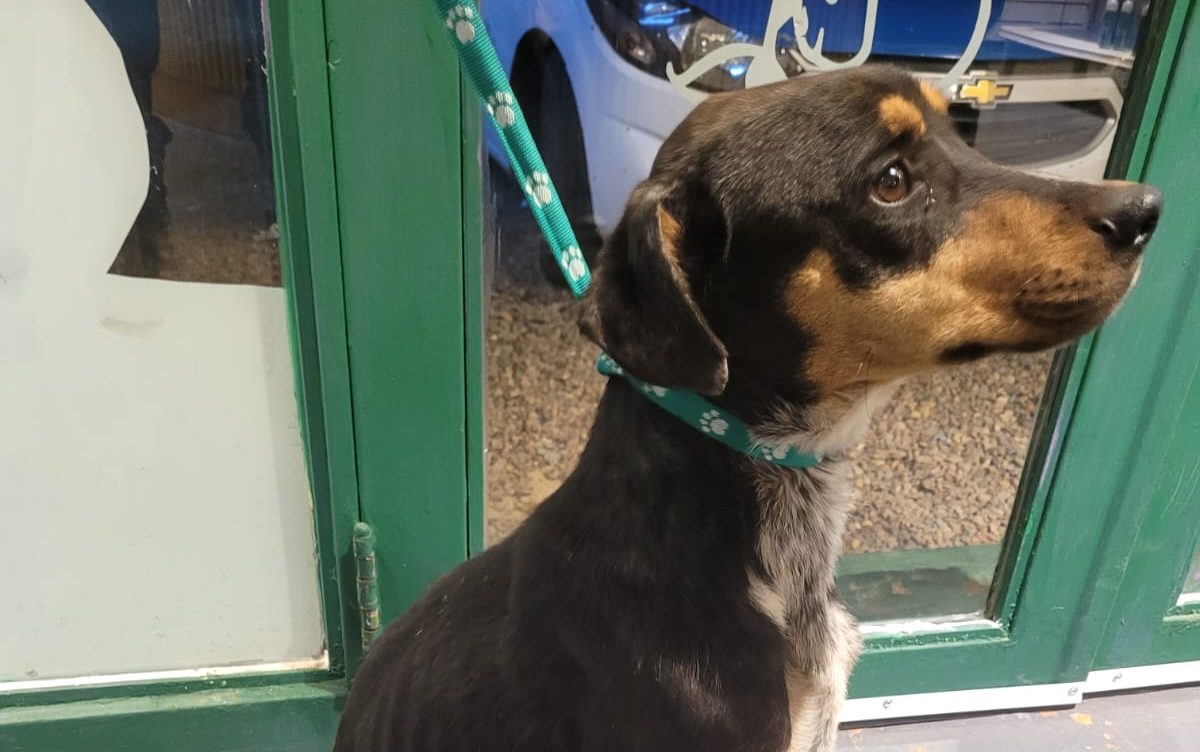 Rescataron a una perra desnutrida tras una denuncia por presunto maltrato animal