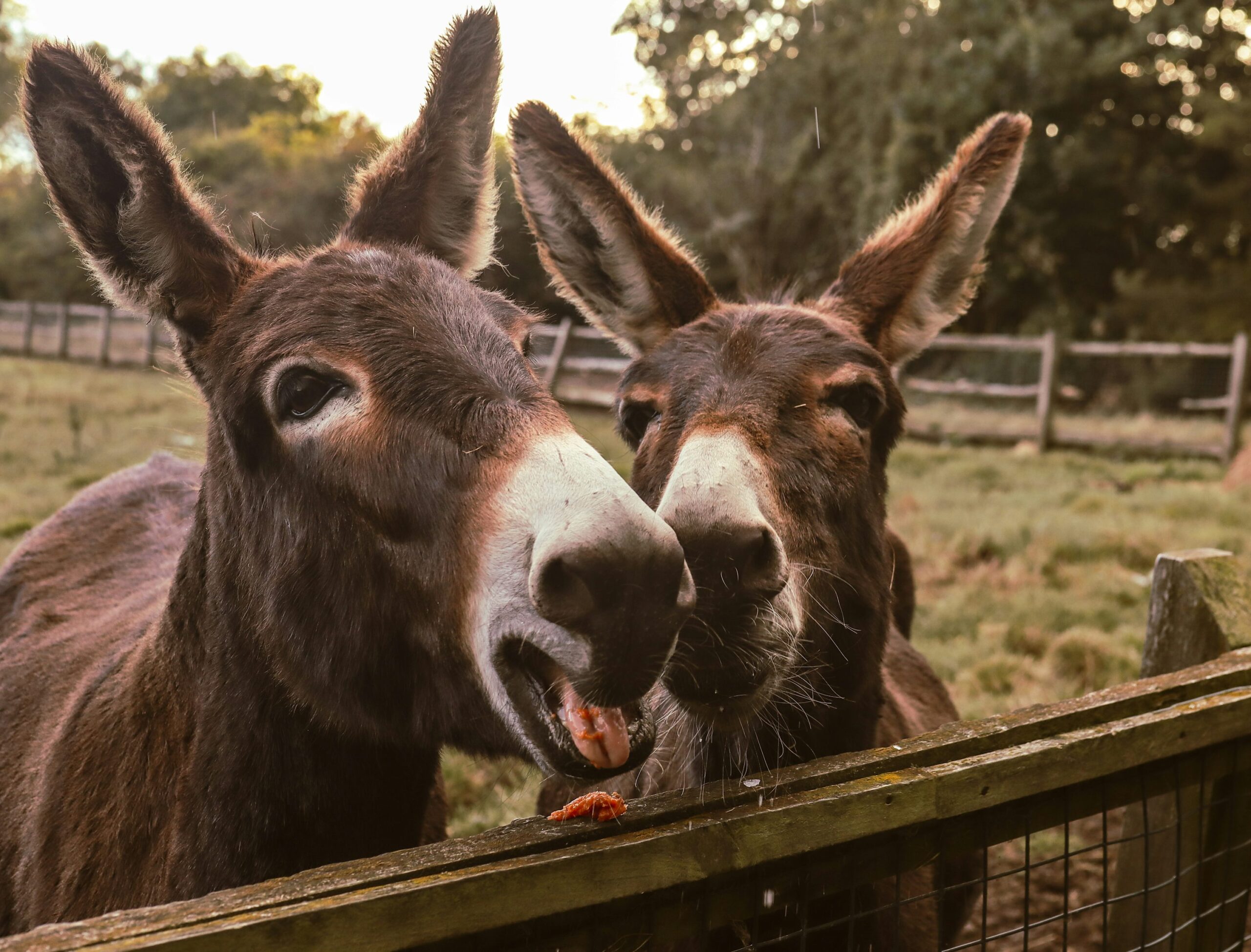 Día Mundial del Burro