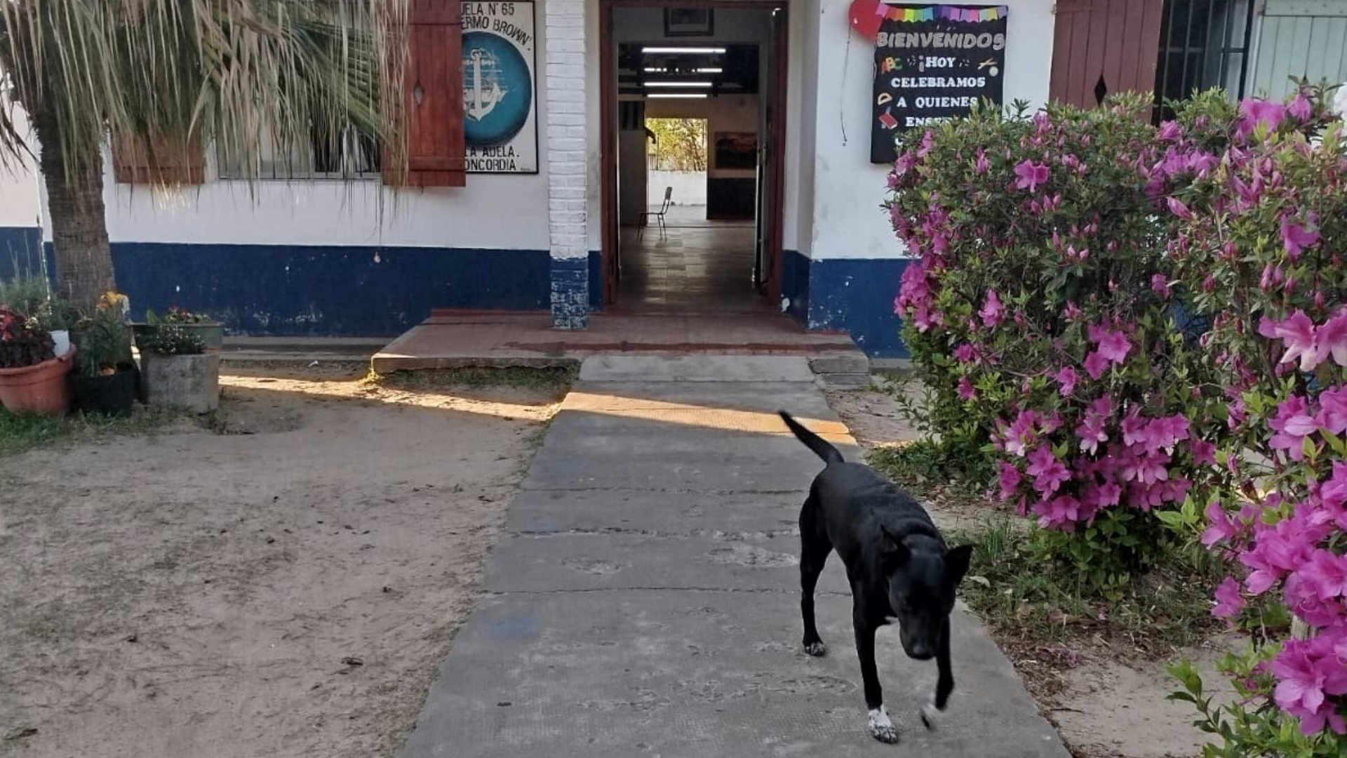 “Hace cuatro años llegó temblando a la Escuela 65 y hoy es el corazón de Villa Adela”: la historia de Carbón, el perro que acompaña a todo un barrio