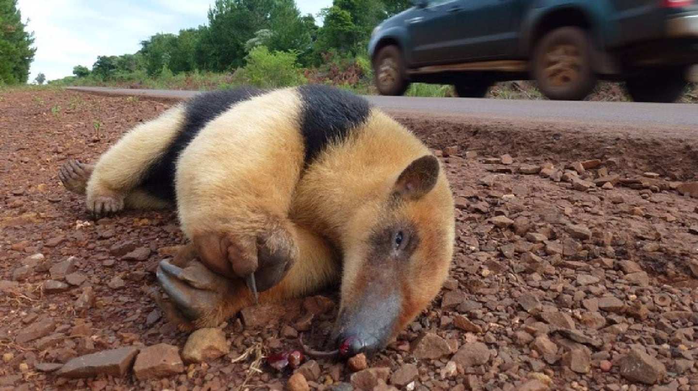 El deterioro de la biodiversidad: miles de animales atropellados y bosques nativos cada vez más reducidos