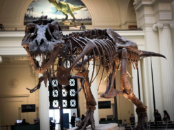 tyrannosaurus-rex_c85585d7_260520095643_1280x853
