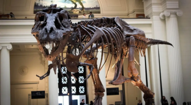 tyrannosaurus-rex_c85585d7_260520095643_1280x853