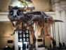 tyrannosaurus-rex_c85585d7_260520095643_1280x853
