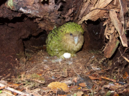 una-hembra-de-kakapo-incuba-un-huevo_00000000_1e4d09e3_260120135223_1280x960