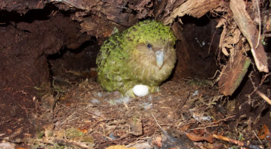 una-hembra-de-kakapo-incuba-un-huevo_00000000_1e4d09e3_260120135223_1280x960