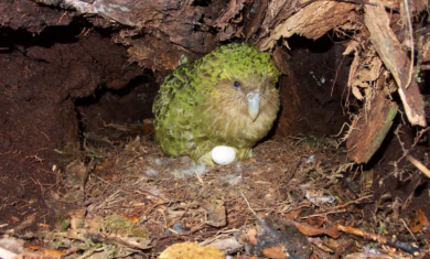una-hembra-de-kakapo-incuba-un-huevo_00000000_1e4d09e3_260120135223_1280x960