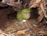 una-hembra-de-kakapo-incuba-un-huevo_00000000_1e4d09e3_260120135223_1280x960