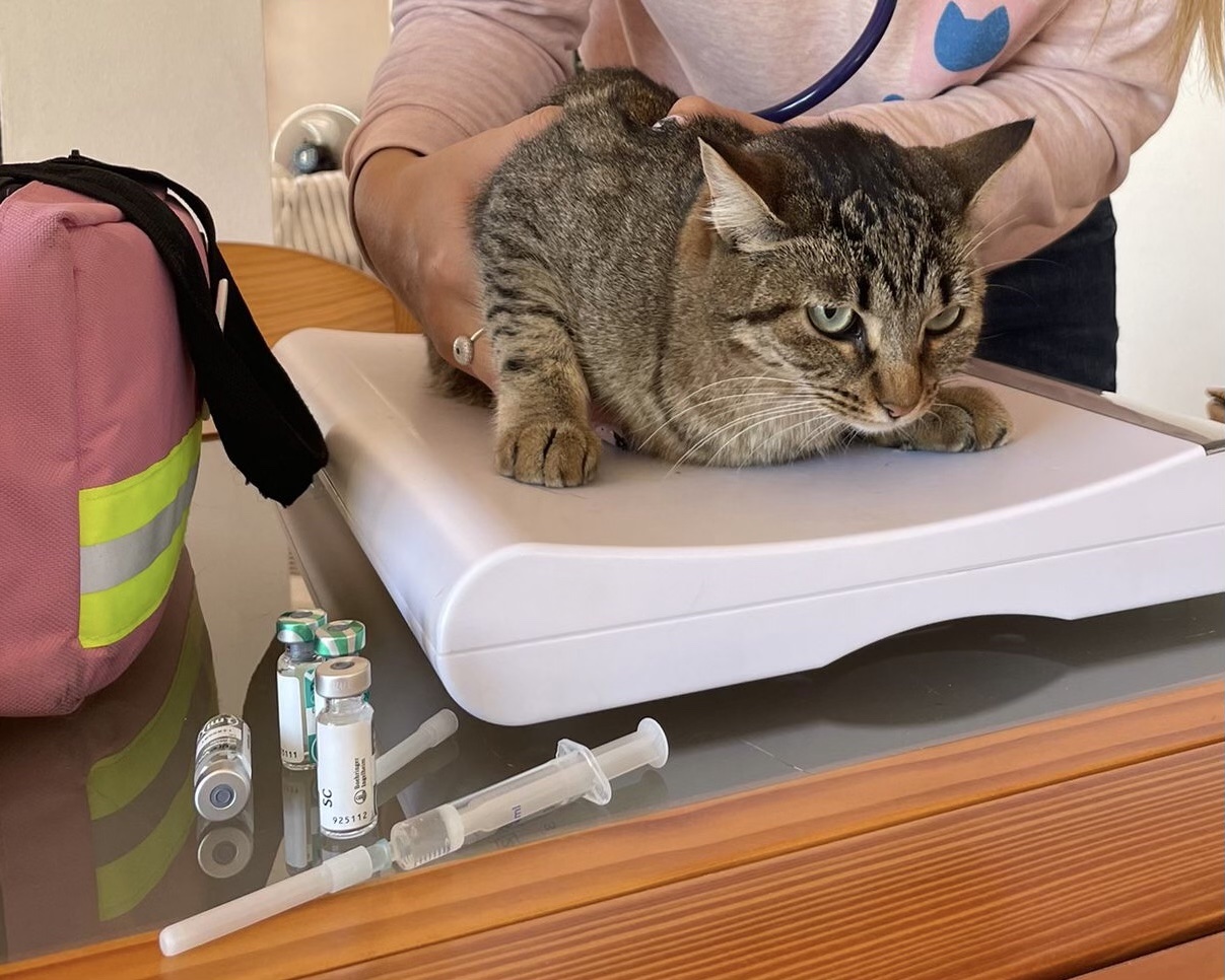 Hay alerta sanitaria por un brote de panleucopenia felina en C. del Uruguay y piden reforzar la vacunación