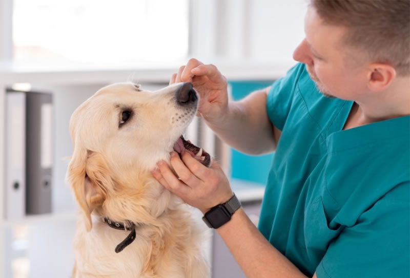 Cambio de paradigma: Cierran maternidades, pero lanzan prepagas para mascotas