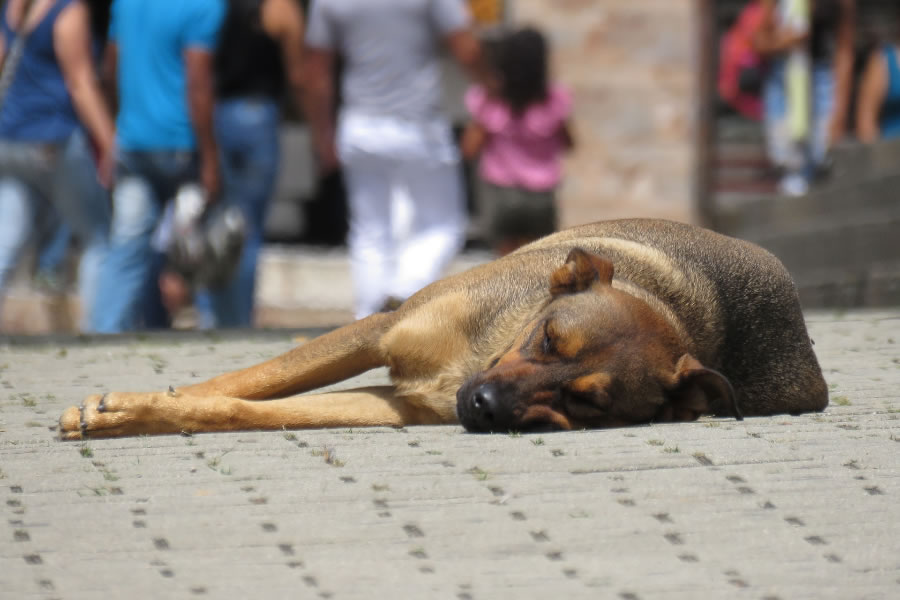 La Ley de Bienestar Animal prohíbe tener perros y gatos viviendo en terrazas o balcones en España