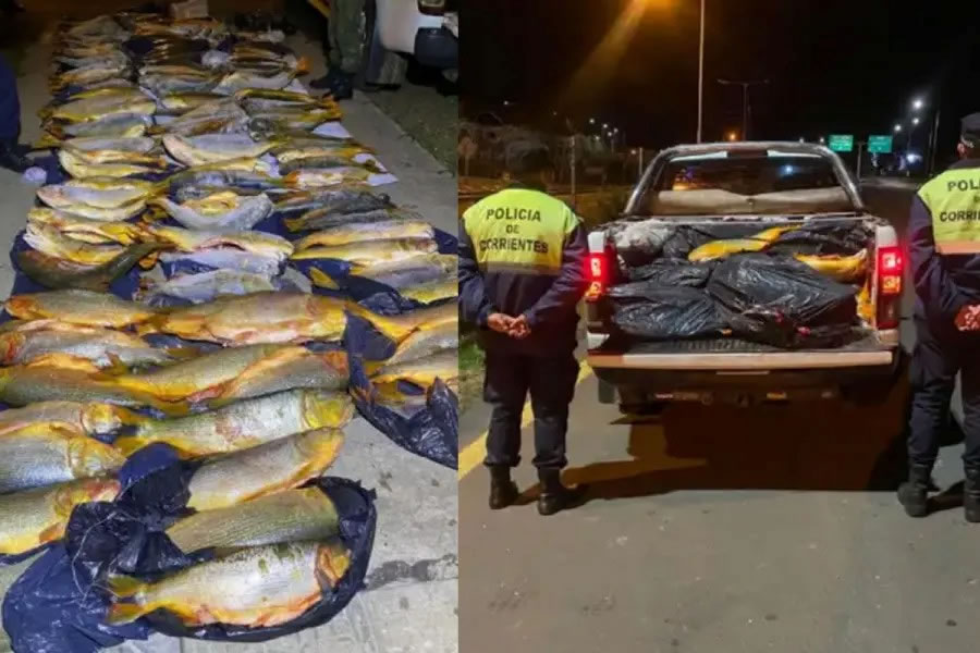 Decomisaron casi 500 kilos de pescado que eran transportados hacia Concordia sin documentación