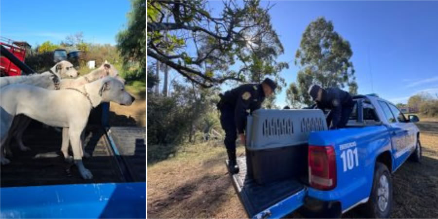 Rescataron 19 animales en un procedimiento por presunto maltrato animal