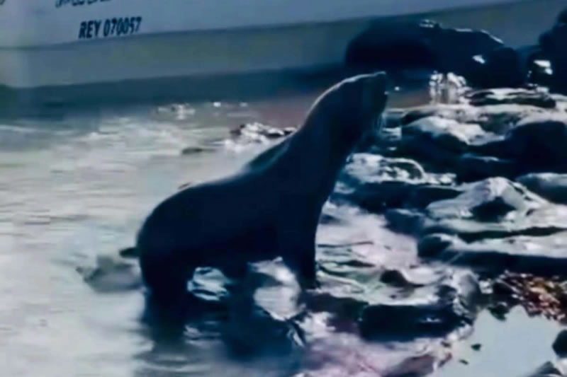 Buscan localizar a un cachorro de lobo marino que habría llegado hasta las costas de Concordia