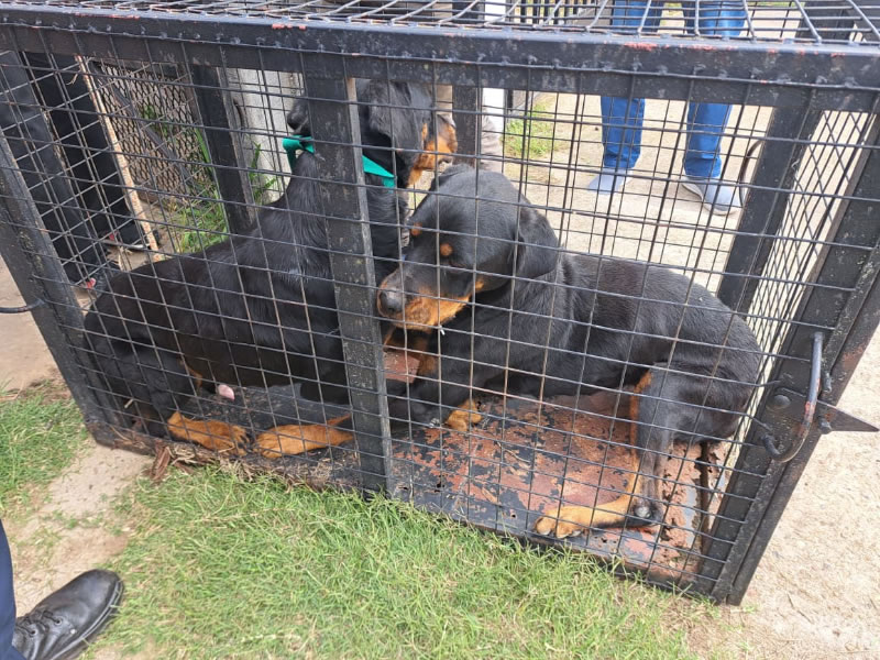 Condenaron a una mujer por maltrato animal tras un allanamiento en Concordia