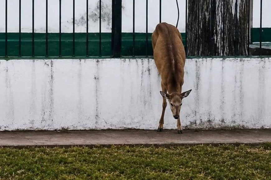 Un ciervo quedó atrapado en una reja y fue rescatado en Concepción del Uruguay