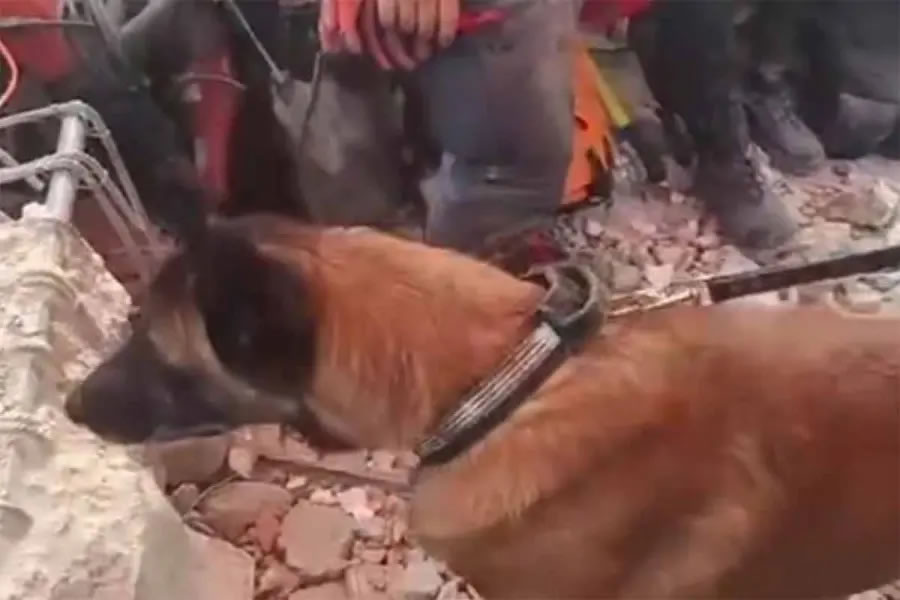 Venezuela: un perro argentino ayudó a rescatar con vida a dos niños que estaban bajo los escombros