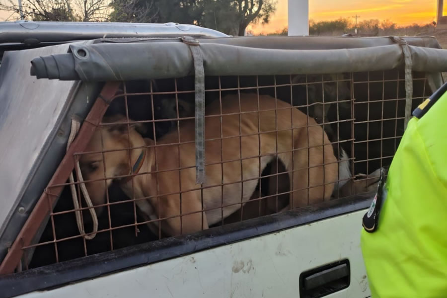 Se decomisó carne de procedencia irregular y se detectaron infracciones por caza furtiva en Tala