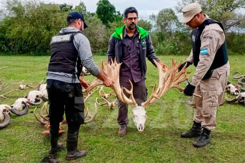 Posible contrabando de fauna silvestre: allanaron un coto de caza en Gualeguaychú