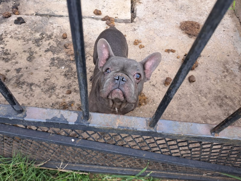 Histórica condena por maltrato animal: aseguran que marca un precedente en la ciudad