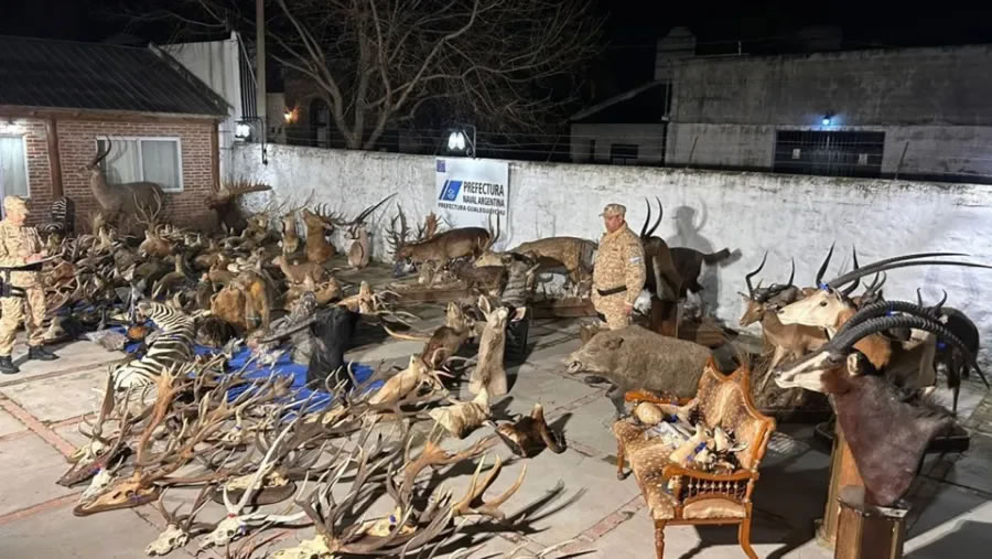 Millonario decomiso en un allanamiento a un coto de caza entrerriano
