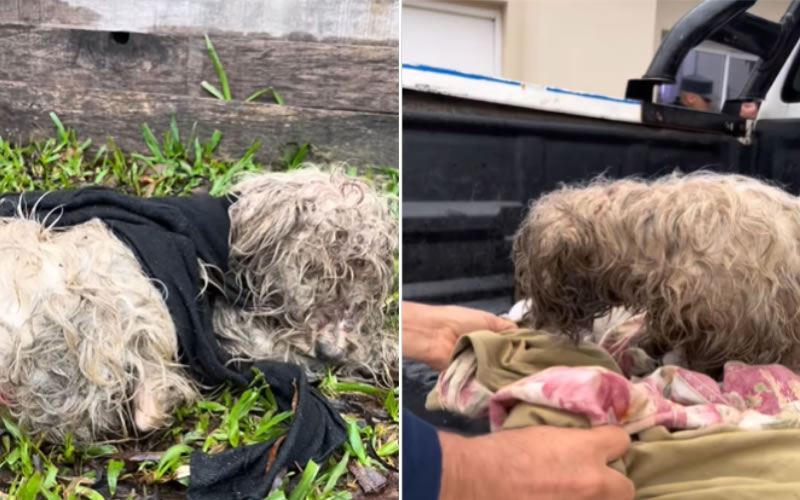Rescataron a un perro en grave estado de abandono y buscan ayuda para su recuperación