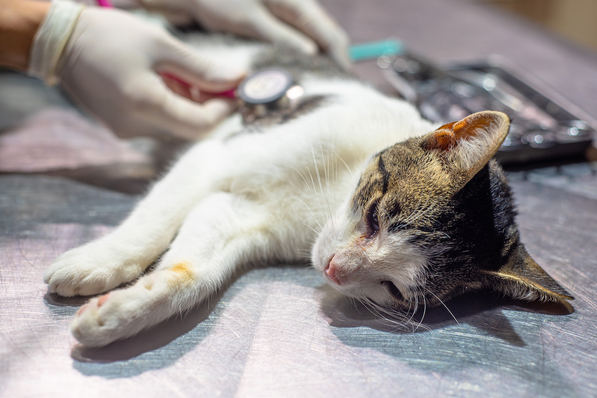 Castraciones para perros y gatos: Veterinaria Los Aromos realizará una nueva jornada a costo mínimo establecido