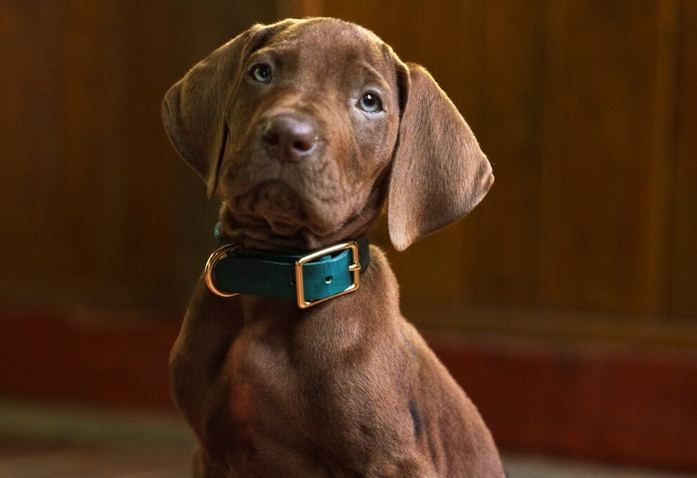 Netflix comparte el primer adelanto de ‘Scooby-Doo’ en su nueva versión live-action y confirma su fecha de estreno
