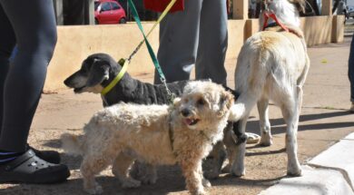 Mascotas