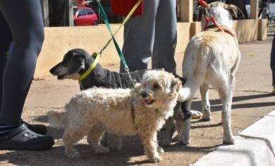 Mascotas