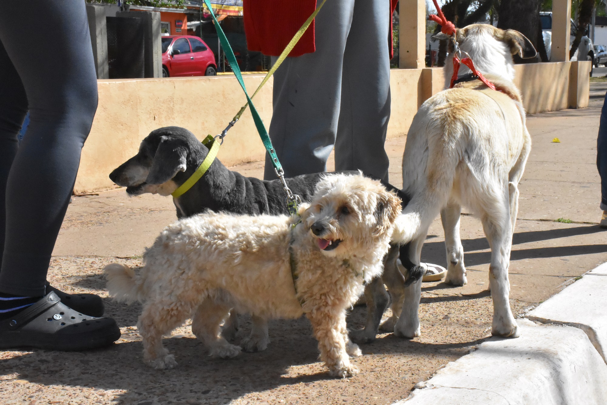 ¿Puede Concordia tener un registro de mascotas? Desde Veterinaria Municipal creen que hoy la prioridad pasa por la tenencia responsable y el combate al maltrato