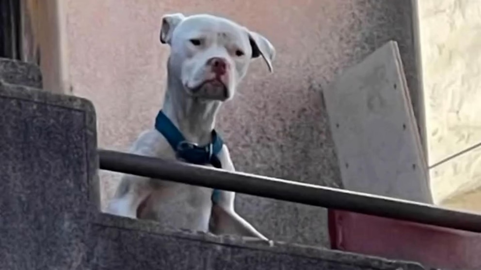 Desnutrido y abandonado: cómo fue el rescate del dogo argentino que Claudio Barrelier tenía en la casa donde habría asesinado a Agostina Vega