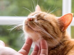carlos-gutierrez-veterinario-casi-todos-los-gatos-naranjas-son-en-realidad-atigrados-y-eso-los-hace-muy-familiares-foto-adobe-stock-64K244ZUUZD7NNJMQ3FTERYYHI