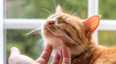 carlos-gutierrez-veterinario-casi-todos-los-gatos-naranjas-son-en-realidad-atigrados-y-eso-los-hace-muy-familiares-foto-adobe-stock-64K244ZUUZD7NNJMQ3FTERYYHI