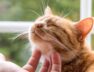carlos-gutierrez-veterinario-casi-todos-los-gatos-naranjas-son-en-realidad-atigrados-y-eso-los-hace-muy-familiares-foto-adobe-stock-64K244ZUUZD7NNJMQ3FTERYYHI