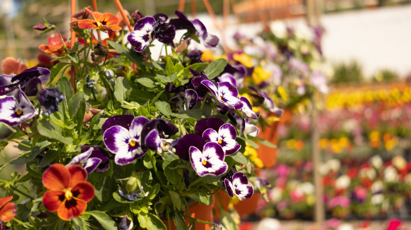 Cuáles son las 3 flores que sobreviven a las heladas y mantienen tu jardín con color todo el invierno